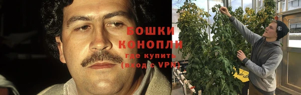 прущие грибы Абаза